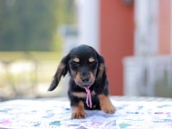 Miniature_Dachshund6847