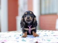 Miniature_Dachshund6849