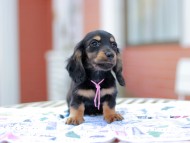 Miniature_Dachshund6850