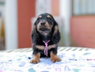 Miniature_Dachshund6851