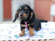 Miniature_Dachshund6863