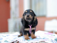 Miniature_Dachshund6869