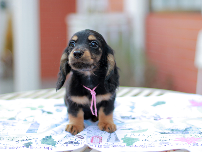 ミニチュアダックスフンド スィーティ&パンチの子犬 ブラタン 男の子（3）