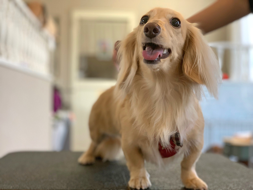 ミニチュアダックスフンド きなこ