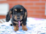 Miniature_Dachshund6908 Miniature_Dachshund6908