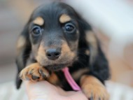 Miniature_Dachshund6910