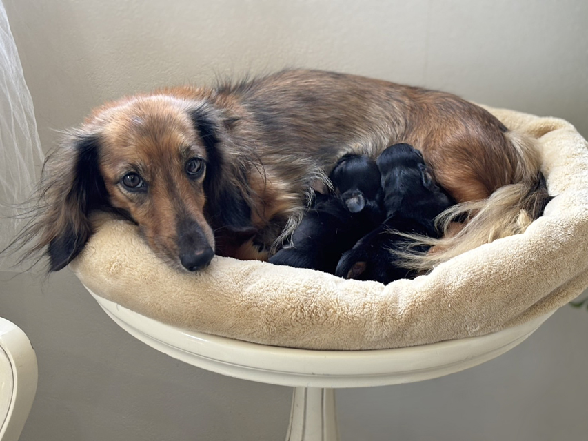 ミニチュアダックスフンド ローリー & デンゼル 8月17日子犬の出産 Miniature_Dachshund6_0 ミニチュアダックスフンド ローリー & デンゼル 8月17日子犬の出産