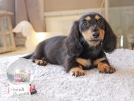 Miniature_Dachshund7199
