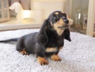 Miniature_Dachshund7213