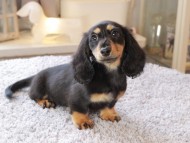 Miniature_Dachshund7216