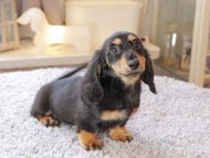 Miniature_Dachshund7221