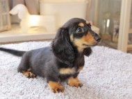 Miniature_Dachshund7223