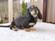 Miniature_Dachshund7230