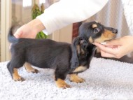 Miniature_Dachshund7265