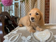 きなこ&ピーターの子犬 ゴールド 女の子 ミニチュアダックスフンド