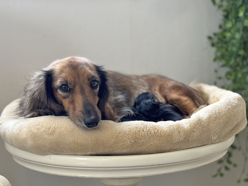 ミニチュアダックスフンド ローリー & デンゼル 8月17日子犬の出産 Miniature_Dachshund7_0 ミニチュアダックスフンド ローリー & デンゼル 8月17日子犬の出産