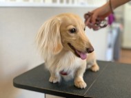 Miniature_Dachshund83