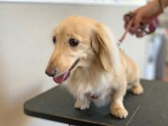 Miniature_Dachshund85