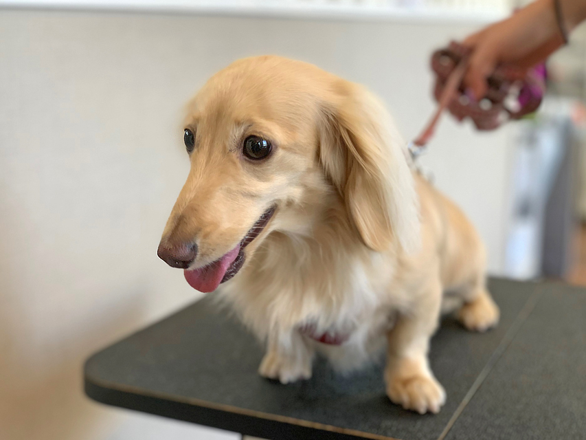 ミニチュアダックスフンド きなこ