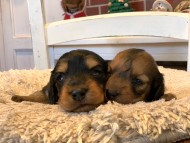 Miniature_Dachshund9_0