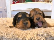 Miniature_Dachshund_0