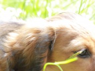 Miniature_Dachshund_0002