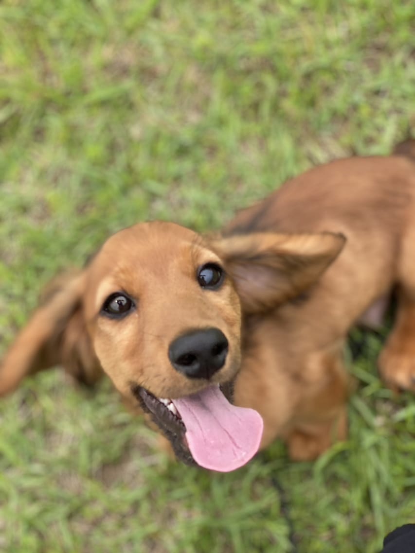 ミニチュアダックスフンド ポー&アースの子犬 レッド 男の子（2）