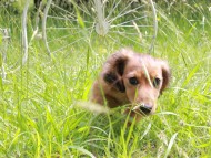 Miniature_Dachshund_0003 Miniature_Dachshund_0003