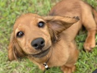 ポー&アースの子犬 レッド 男の子（2）