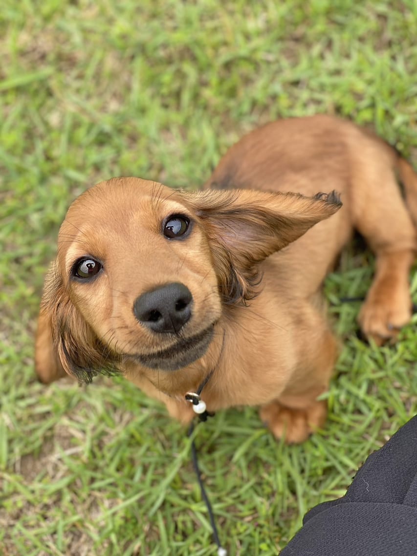 ミニチュアダックスフンド ポー&アースの子犬 レッド 男の子（2）