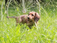 Miniature_Dachshund_0004