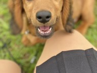 Miniature_Dachshund_0004