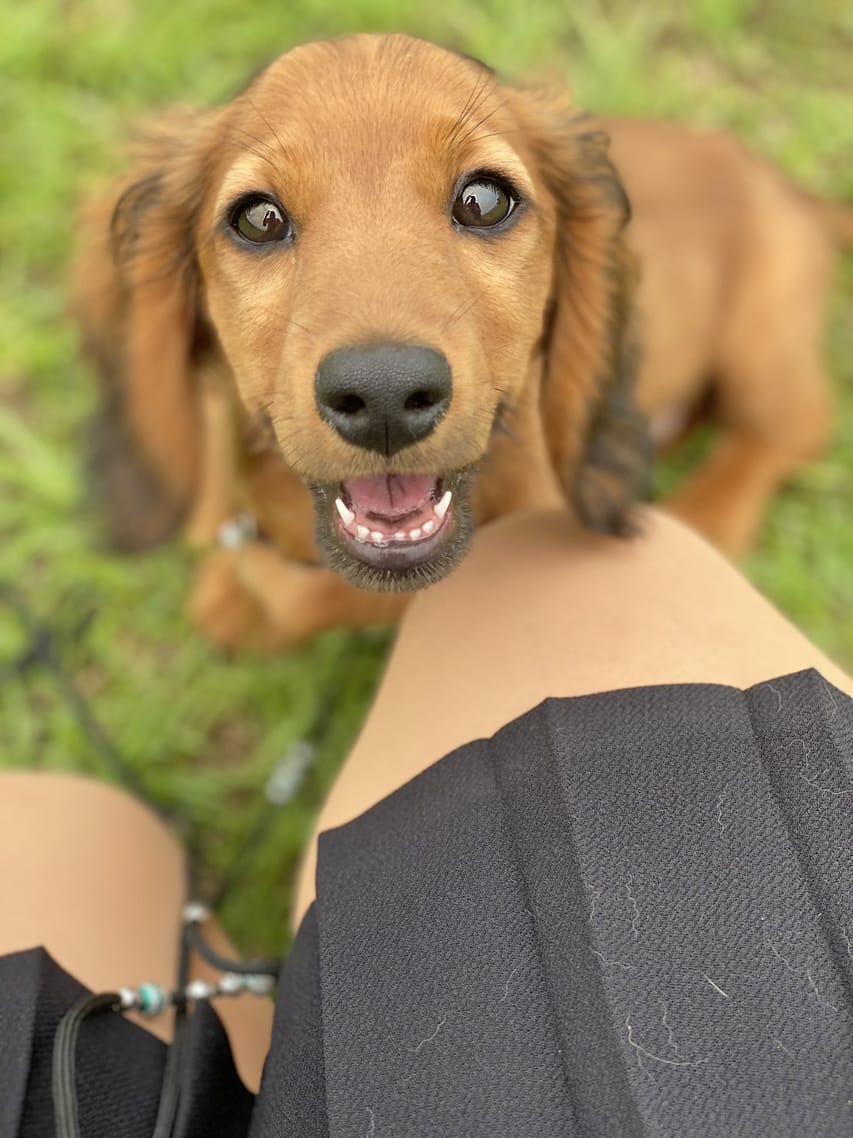 ミニチュアダックスフンド ポー&アースの子犬 レッド 男の子（2）