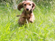 Miniature_Dachshund_0005
