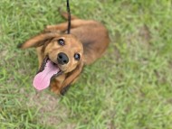 Miniature_Dachshund_0005 Miniature_Dachshund_0005