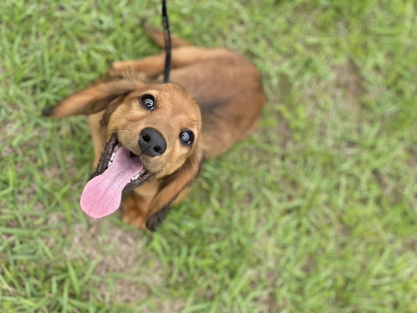 ミニチュアダックスフンド ポー&アースの子犬 レッド 男の子（2）