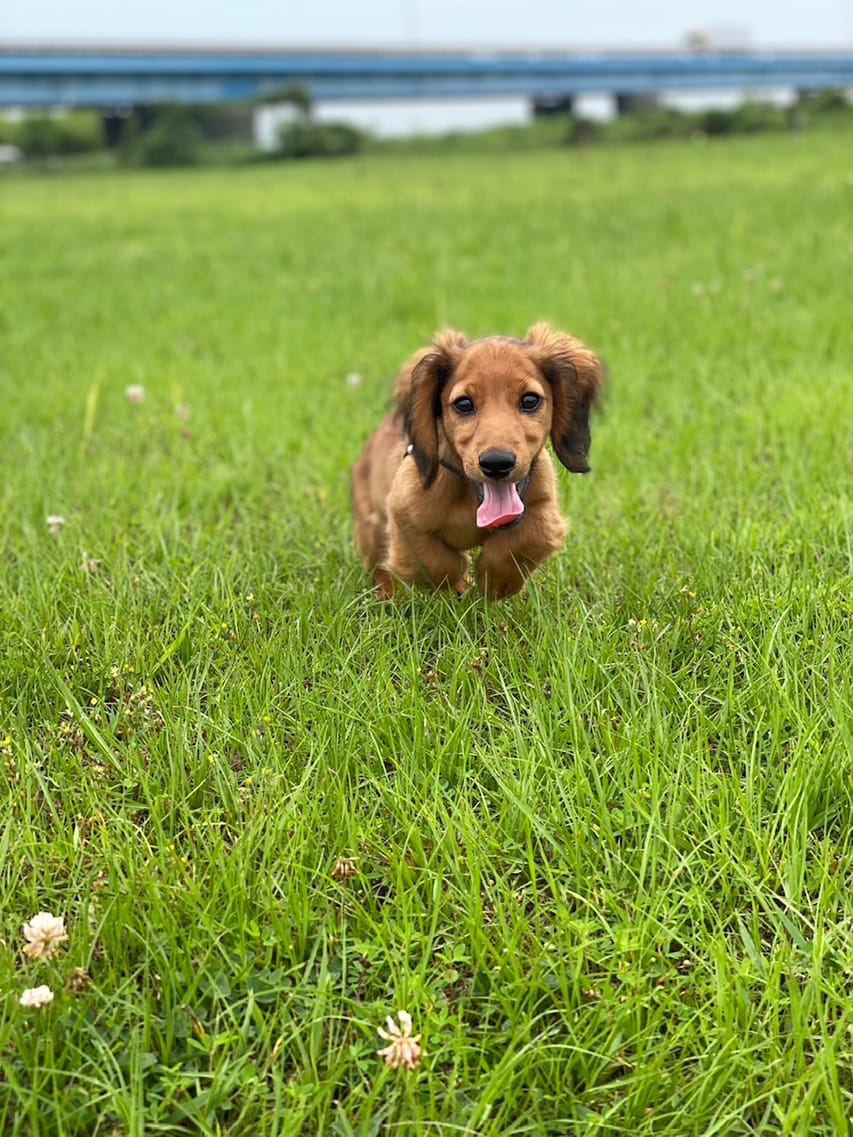 ミニチュアダックスフンド ポー&アースの子犬 レッド 男の子（2）