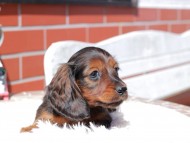 Miniature_Dachshund_0481 Miniature_Dachshund_0481