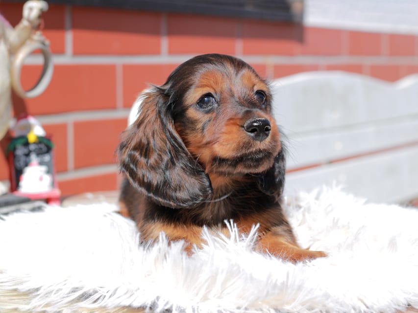 ミニチュア ダックスフンド ルーシー & ジェットの子犬 レッド 男の子（1）