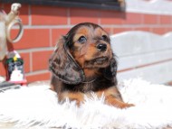 Miniature_Dachshund_0488 Miniature_Dachshund_0488