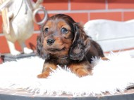 ルーシー & ジェットの子犬 レッド 男の子(1) ミニチュア ダックスフンド ルーシー & ジェットの子犬 レッド 男の子(1) ミニチュア ダックスフンド