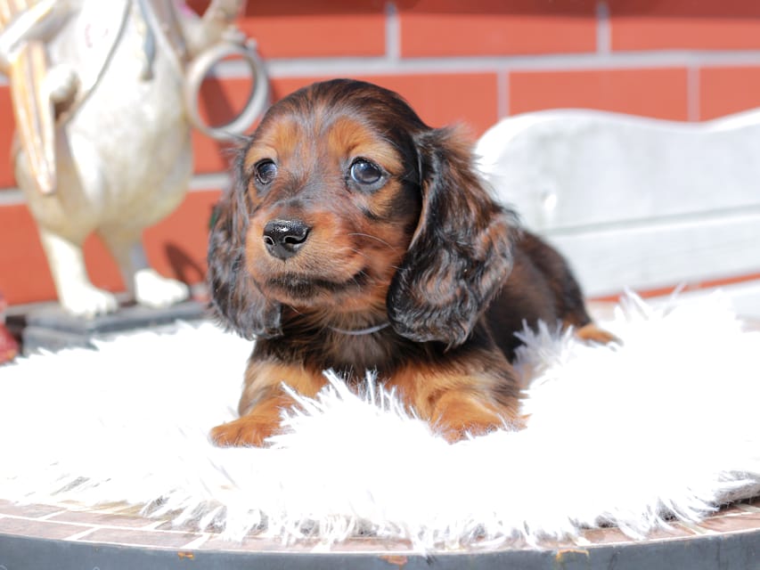 ミニチュア ダックスフンド ルーシー & ジェットの子犬 レッド 男の子（1）