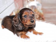 Miniature_Dachshund_0502 Miniature_Dachshund_0502