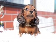 ルーシー & ジェットの子犬 レッド 男の子(2) ミニチュア ダックスフンド ルーシー & ジェットの子犬 レッド 男の子(2) ミニチュア ダックスフンド