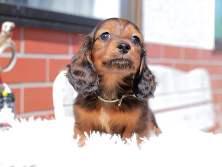 ミニチュア ダックスフンド ルーシー & ジェットの子犬 レッド 男の子(2)Miniature_Dachshund_0507 ミニチュア ダックスフンド ルーシー & ジェットの子犬 レッド 男の子(2)
