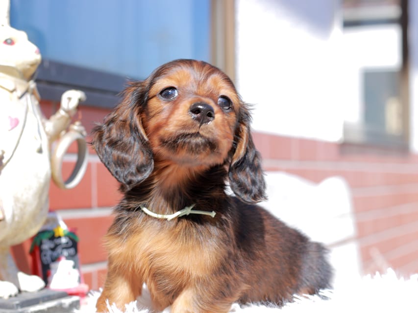 ミニチュア ダックスフンド ルーシー & ジェットの子犬 レッド 男の子(2)Miniature_Dachshund_0511 ミニチュア ダックスフンド ルーシー & ジェットの子犬 レッド 男の子(2)