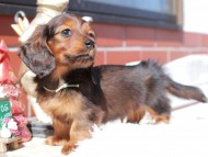 Miniature_Dachshund_0513