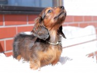 Miniature_Dachshund_0516