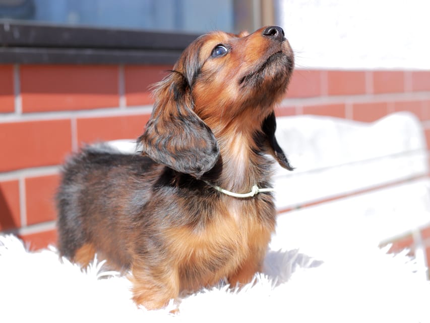 ミニチュア ダックスフンド ルーシー & ジェットの子犬 レッド 男の子(2)Miniature_Dachshund_0516 ミニチュア ダックスフンド ルーシー & ジェットの子犬 レッド 男の子(2)