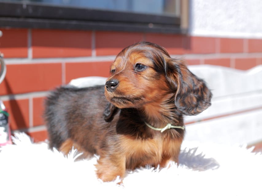 ミニチュア ダックスフンド ルーシー & ジェットの子犬 レッド 男の子(2)Miniature_Dachshund_0517 ミニチュア ダックスフンド ルーシー & ジェットの子犬 レッド 男の子(2)